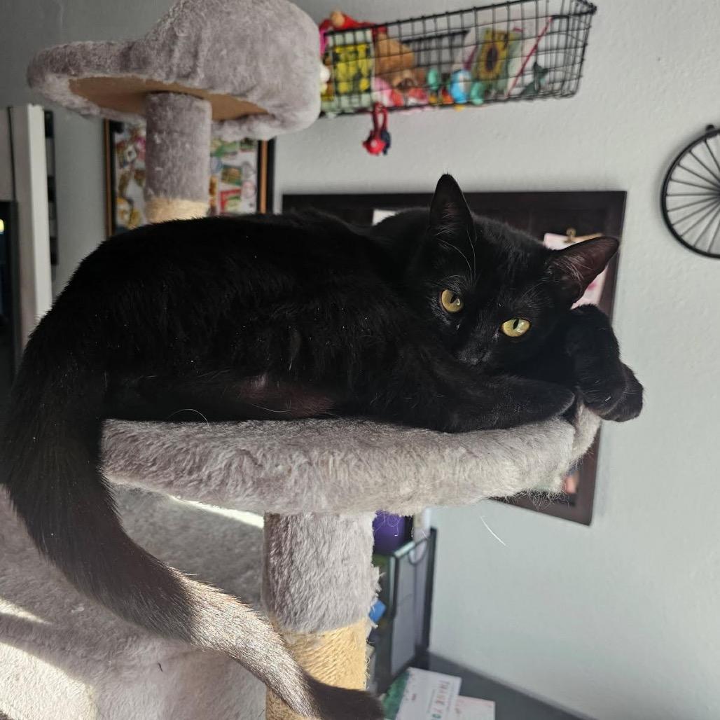 Luna — thumbnail 5