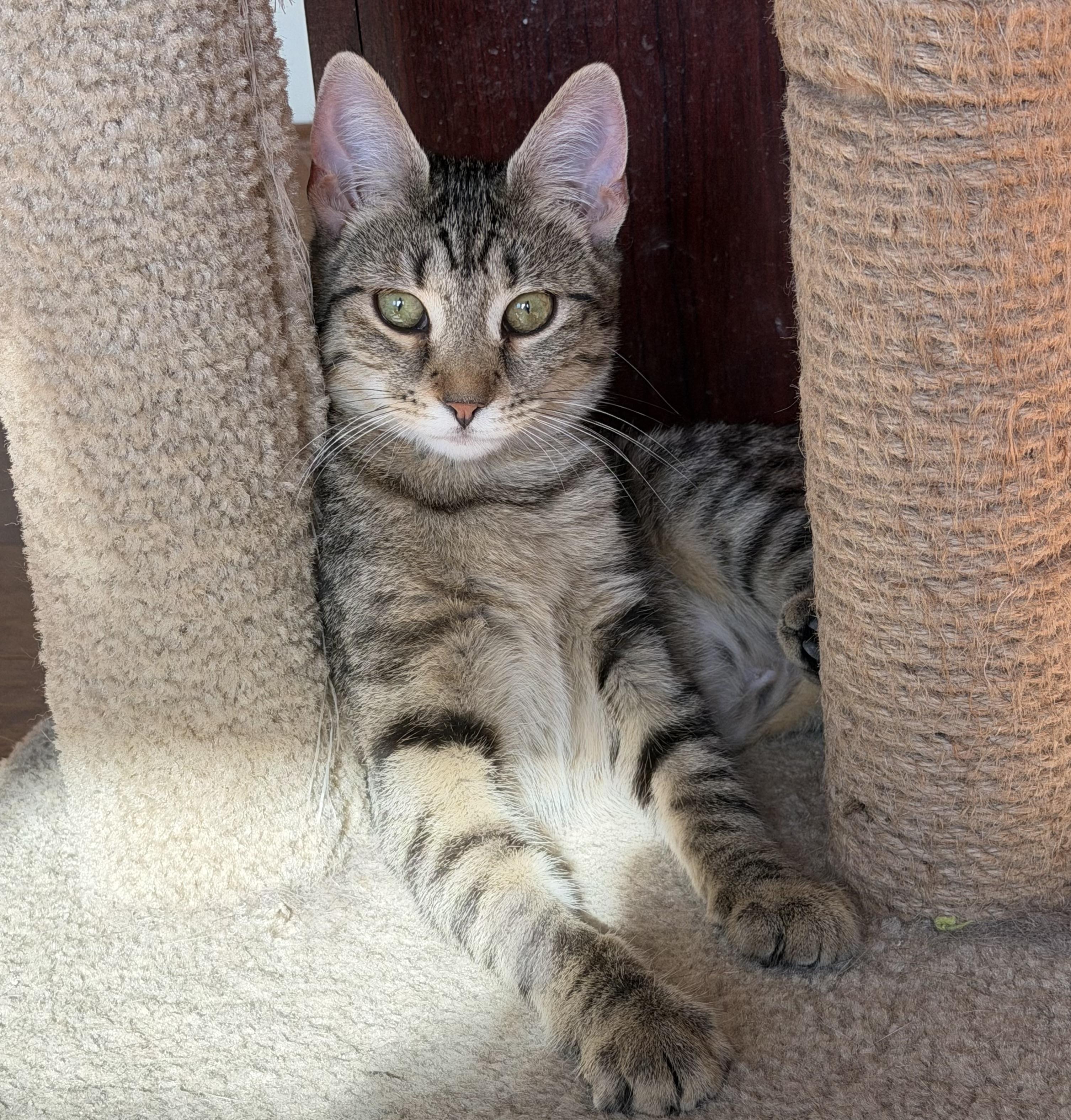 Aphrodite, adopted, Kitten Female Domestic Short Hair.