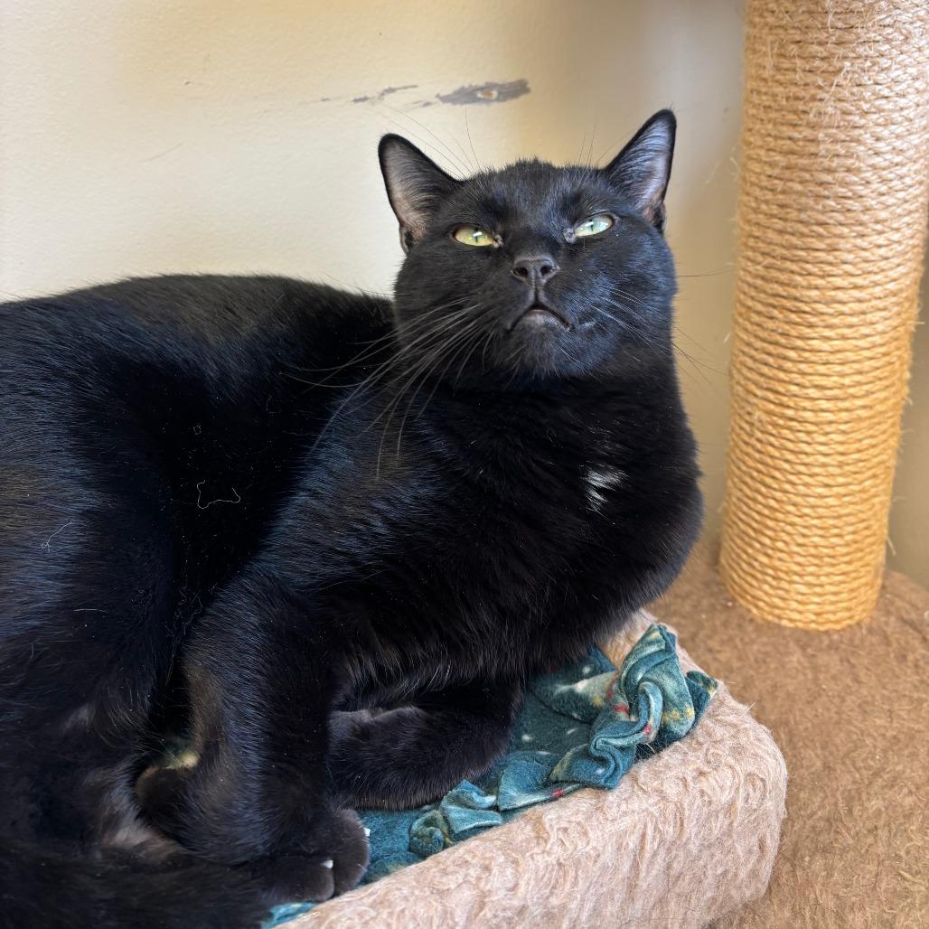 Odin, Adoptable, Young Male Domestic Short Hair.