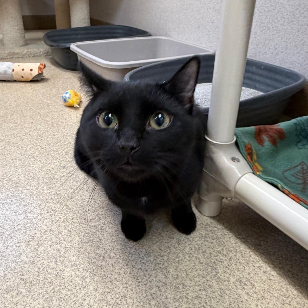 Odin, Adoptable, Young Male Domestic Short Hair.