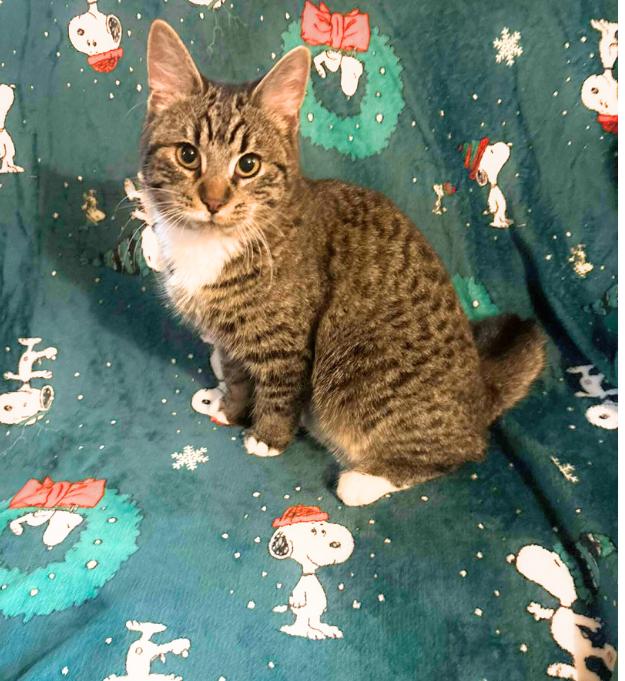 Enlarge Ariella, a Adoptable mixed breed in Steinbach, MB image 1/6