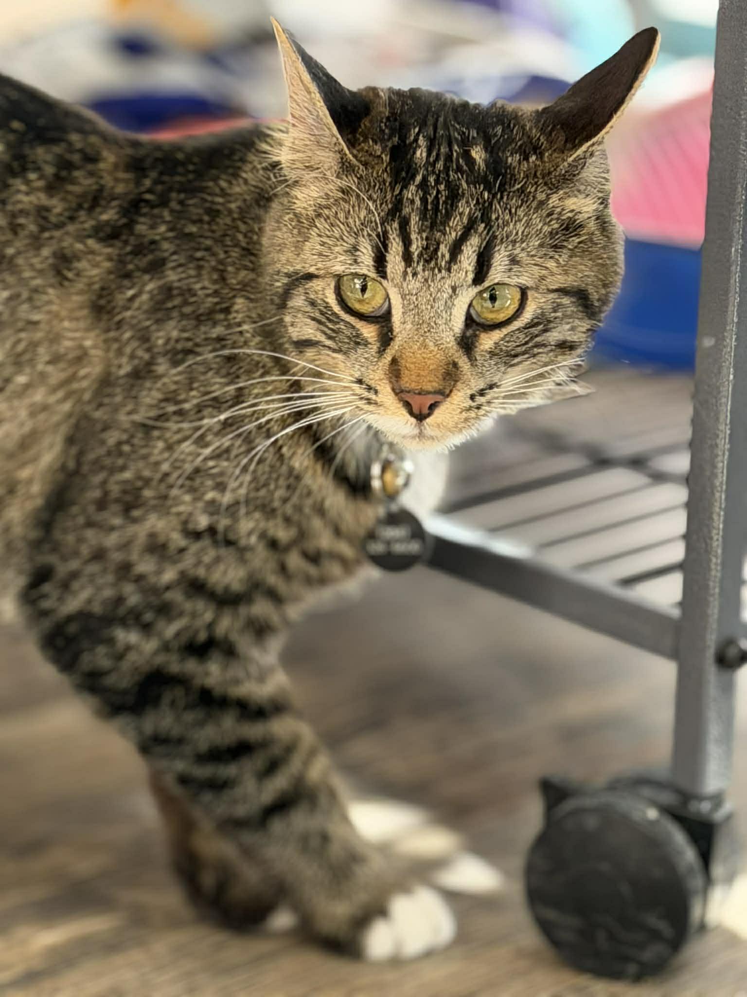 Enlarge Ariella, a Adoptable mixed breed in Steinbach, MB image 2/6