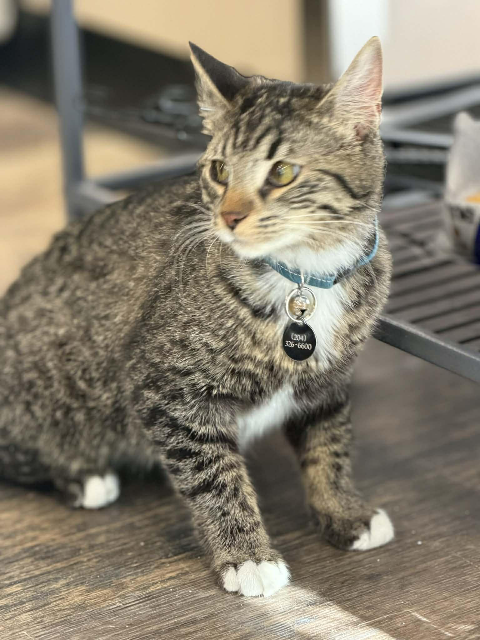 Enlarge Ariella, a Adoptable mixed breed in Steinbach, MB image 3/6