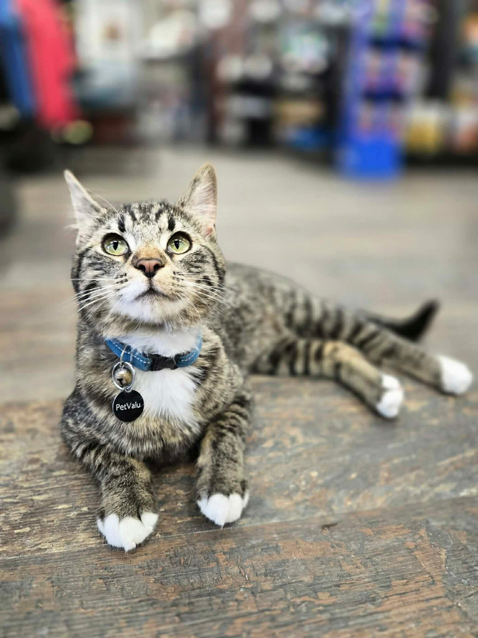 Enlarge Ariella, a Adoptable mixed breed in Steinbach, MB image 6/6