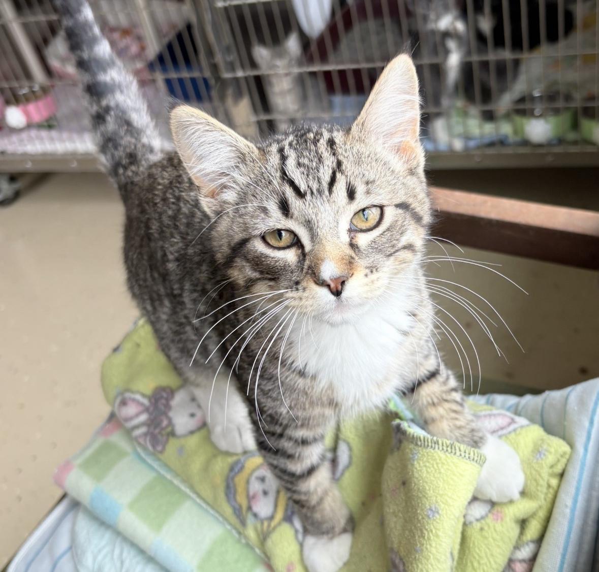 Lugar, an adoptable Tabby in Little Falls, MN, 56345 | Photo Image 1