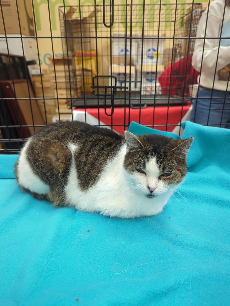 Serendipity, Adoptable, Senior Female Domestic Short Hair & Domestic Short Hair.