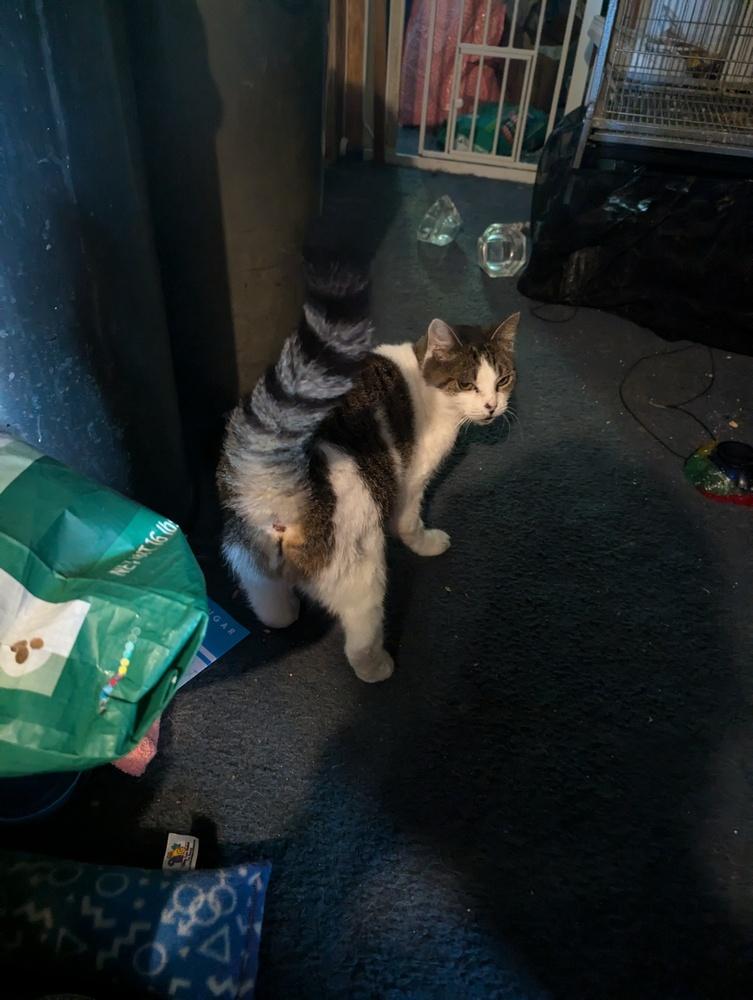 Enlarge Serendipity, a Adoptable mixed breed in Cleveland, OH image 2/3