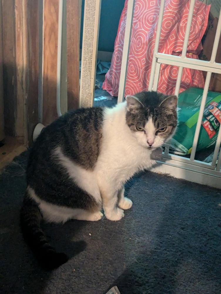 Enlarge Serendipity, a Adoptable mixed breed in Cleveland, OH image 3/3