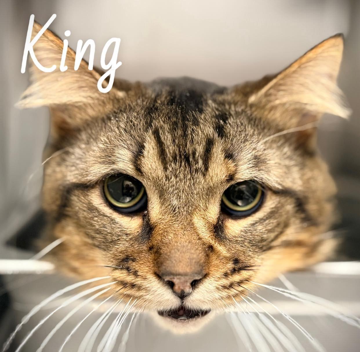 Enlarge King, an adopted Domestic Short Hair in Flint, MI image 1/1