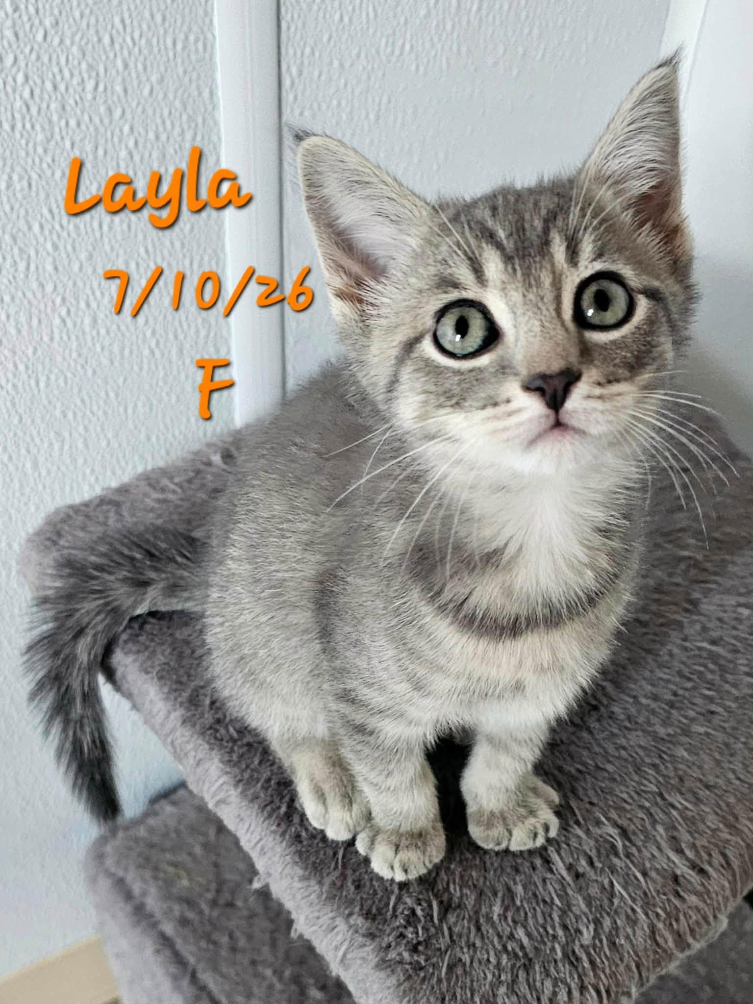 Enlarge Lily and Layla, a Adoptable mixed breed in Gouverneur, NY image 3/3