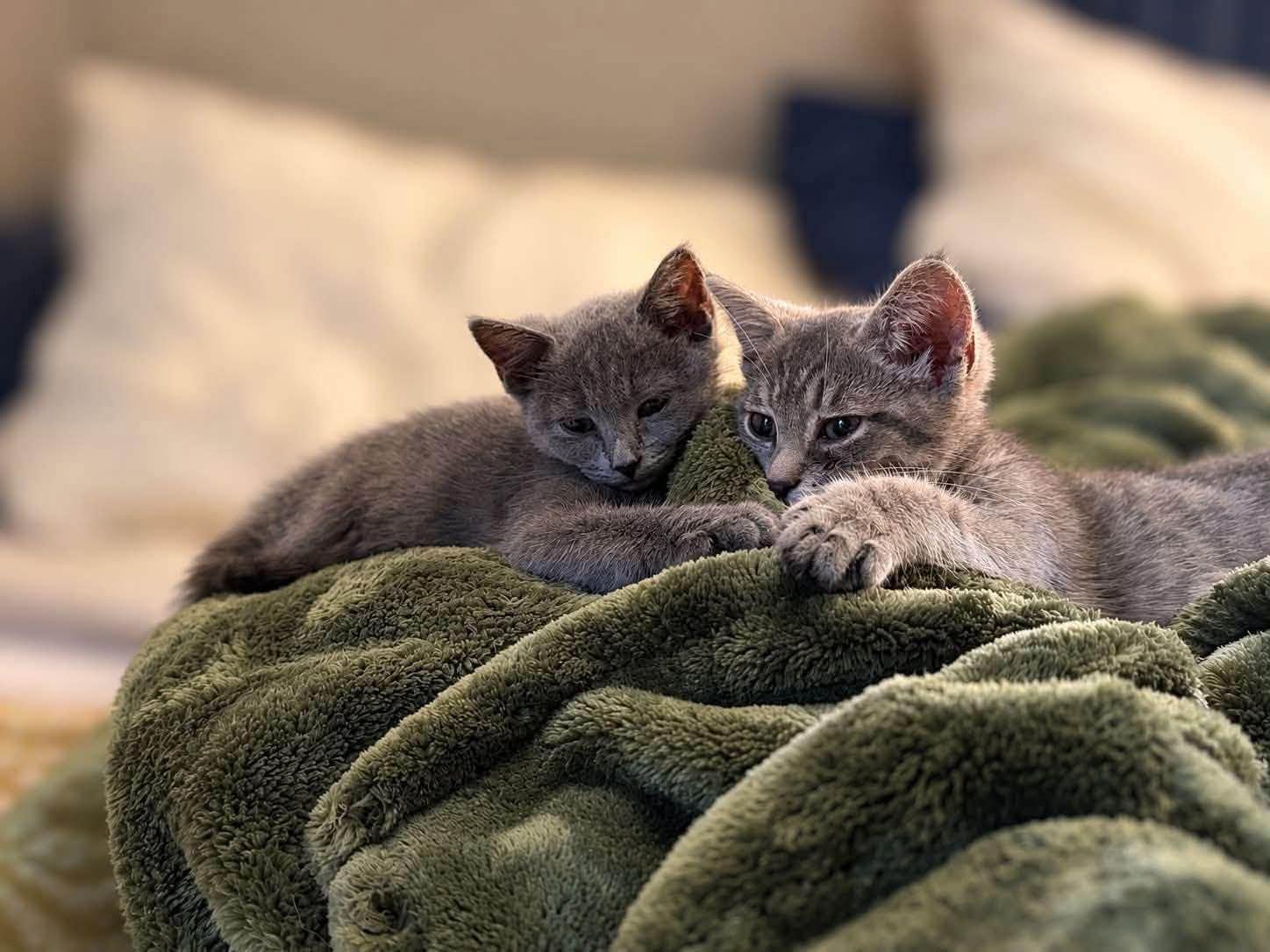 Enlarge Lily and Layla, a Adoptable mixed breed in Gouverneur, NY image 1/3