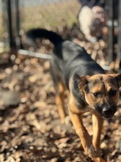 Brandine, Adoptable, Young Female German Shepherd Dog & Mixed Breed.