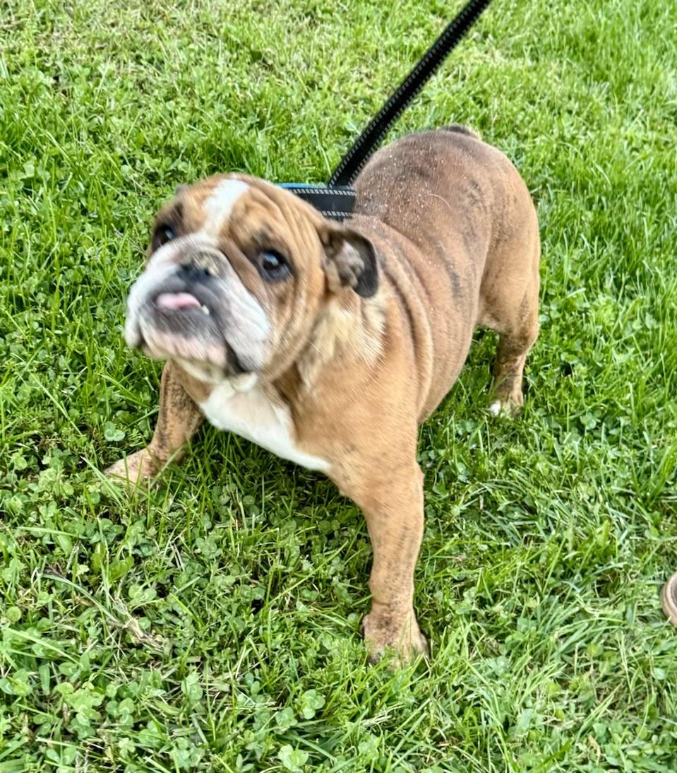 Enlarge Daisey, a Adoptable English Bulldog in North Freedom, WI image 1/1