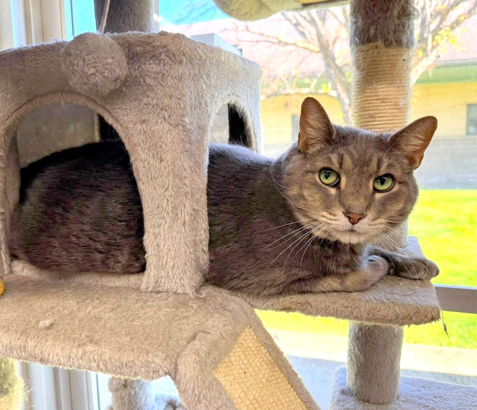 Atticus, a ADOPTABLE Domestic Short Hair in Pittsburgh, PA image 5/6