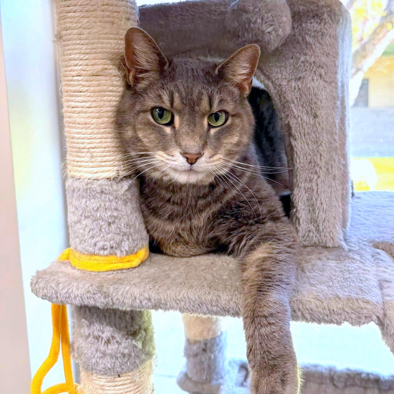 Atticus, a ADOPTABLE Domestic Short Hair in Pittsburgh, PA image 2/6