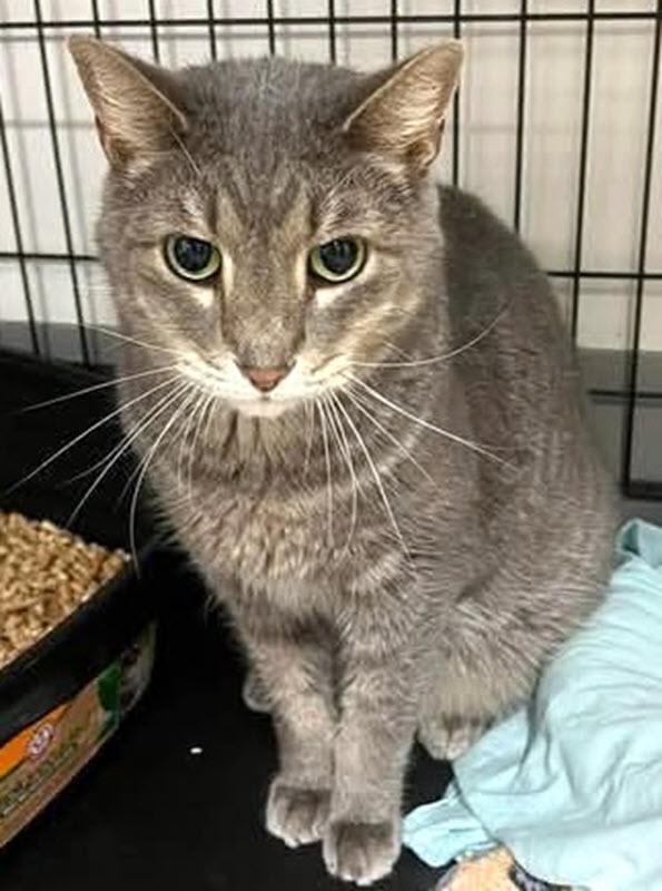 Atticus, a ADOPTABLE Domestic Short Hair in Pittsburgh, PA image 6/6