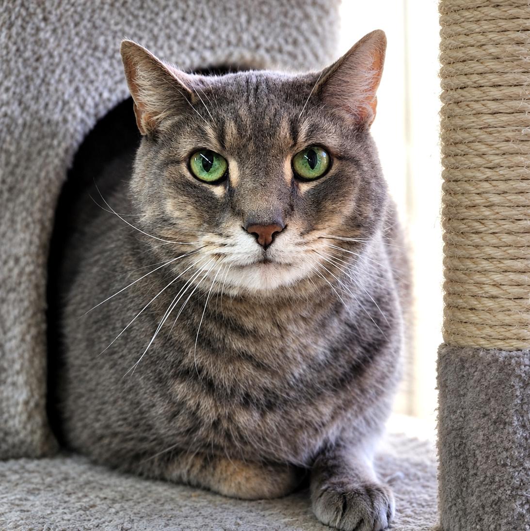Enlarge Atticus, a Adopted Domestic Short Hair in Pittsburgh, PA image 1/6