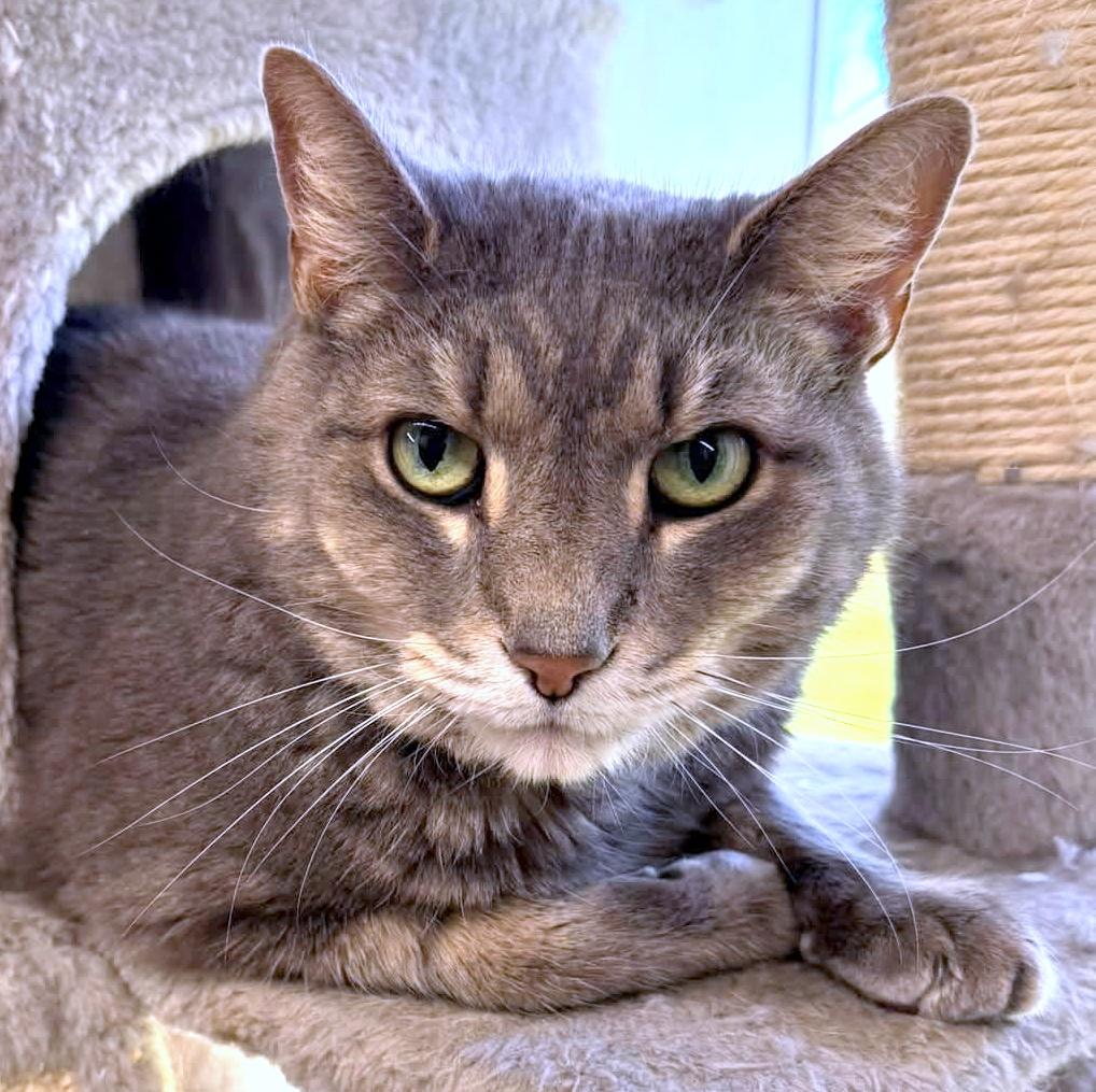 Atticus, ADOPTABLE, Adult Male Domestic Short Hair.