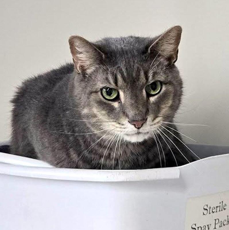 Atticus, a ADOPTABLE Domestic Short Hair in Pittsburgh, PA image 3/6
