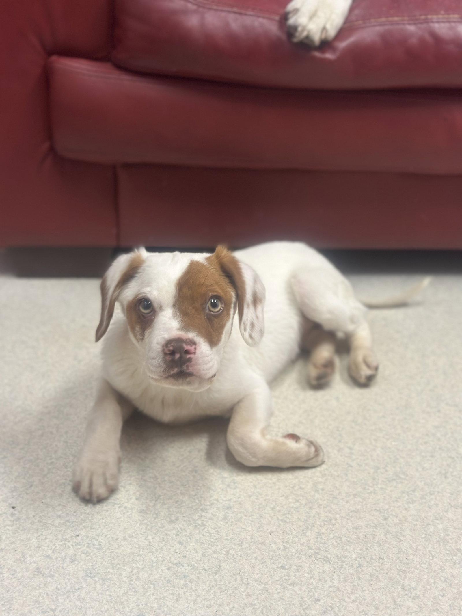 Enlarge Tripp, a Adopted mixed breed in Mouth Of Wilson, VA image 1/3