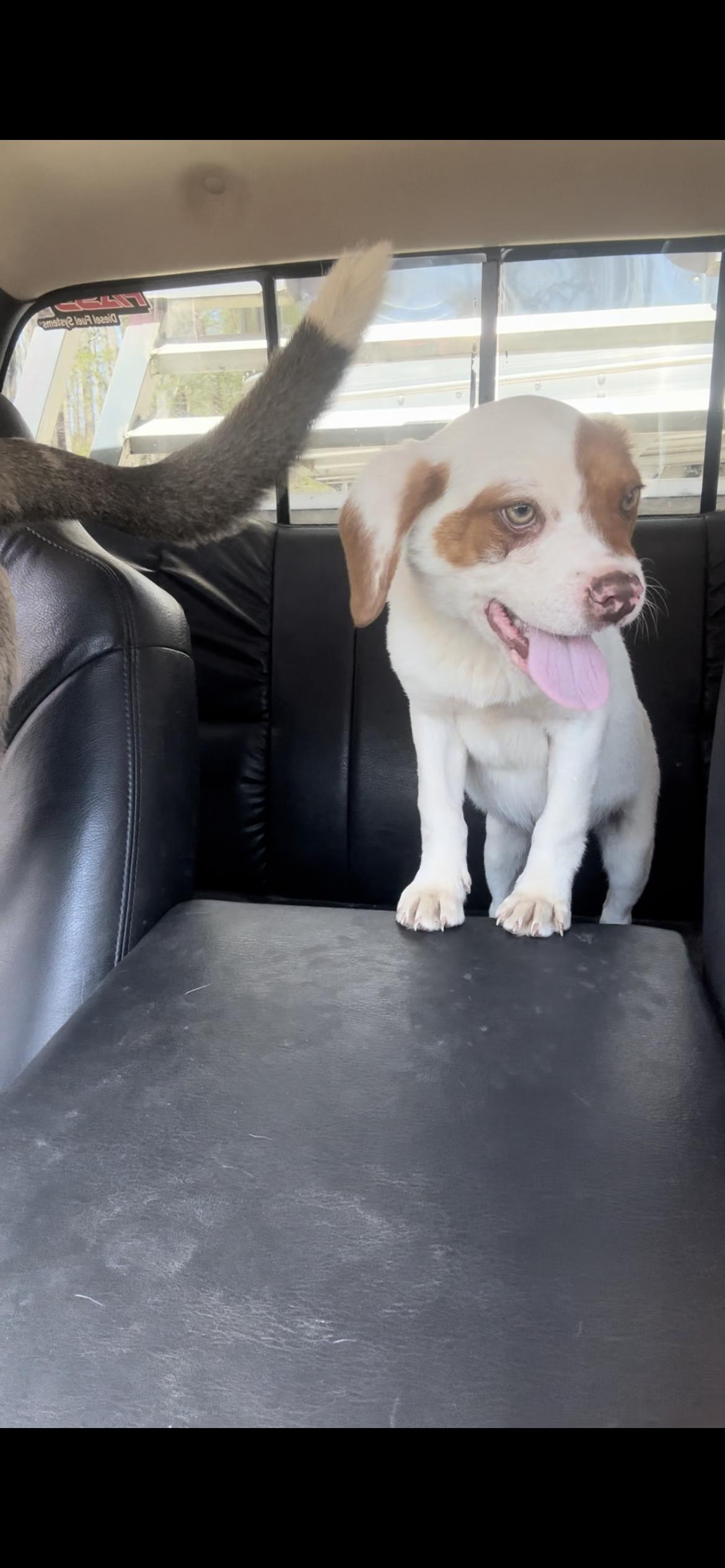 Enlarge Tripp, a Adopted mixed breed in Mouth Of Wilson, VA image 2/3