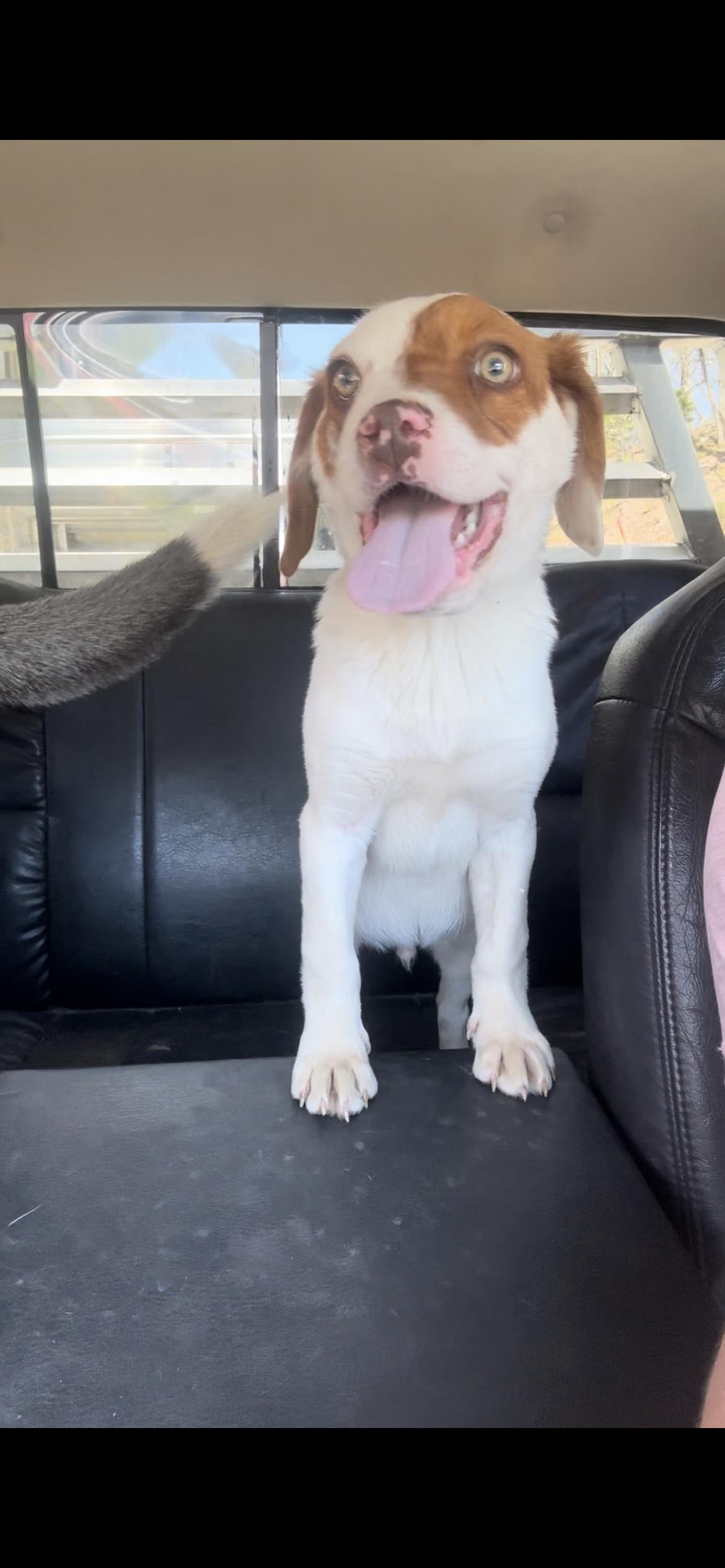 Enlarge Tripp, a Adopted mixed breed in Mouth Of Wilson, VA image 3/3