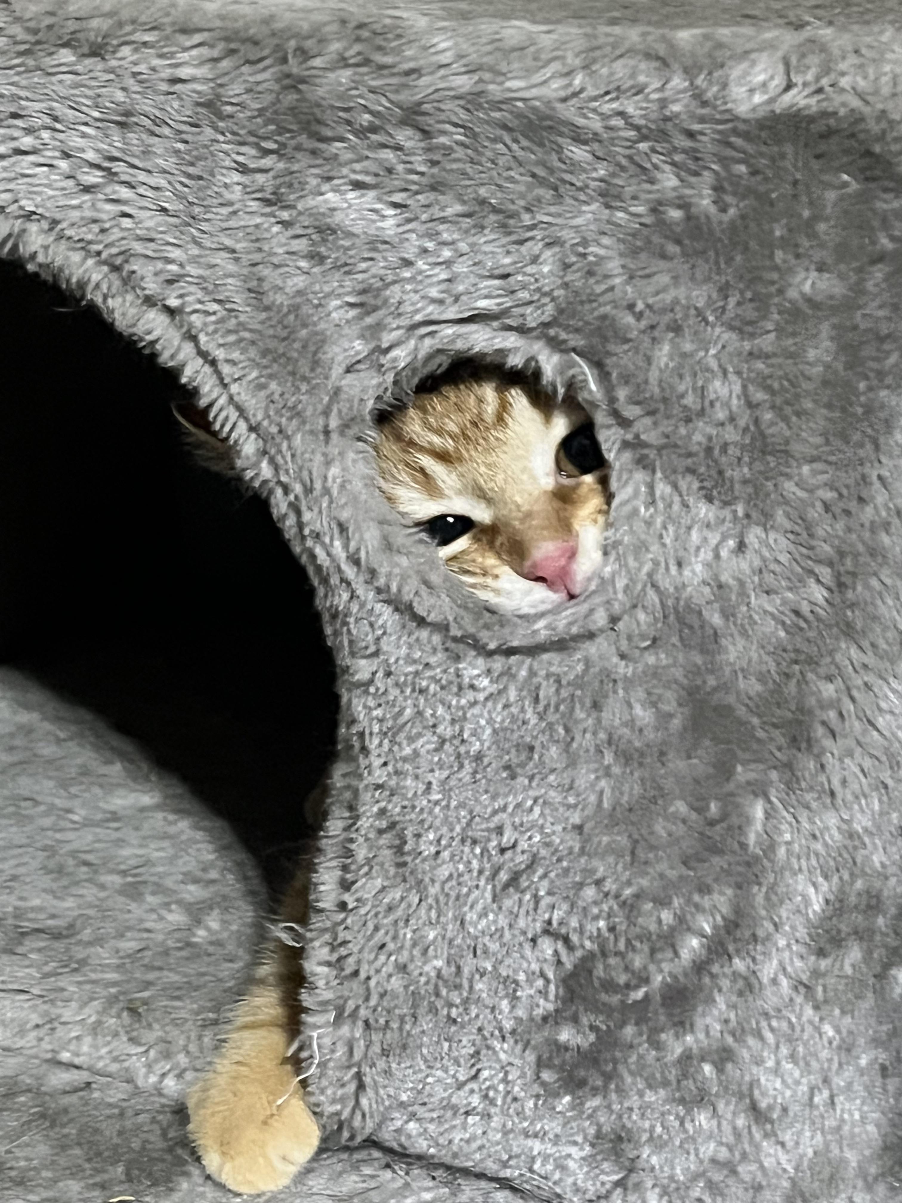 Oscar, a Adoptable Domestic Short Hair in Hamilton, ON image 3/5