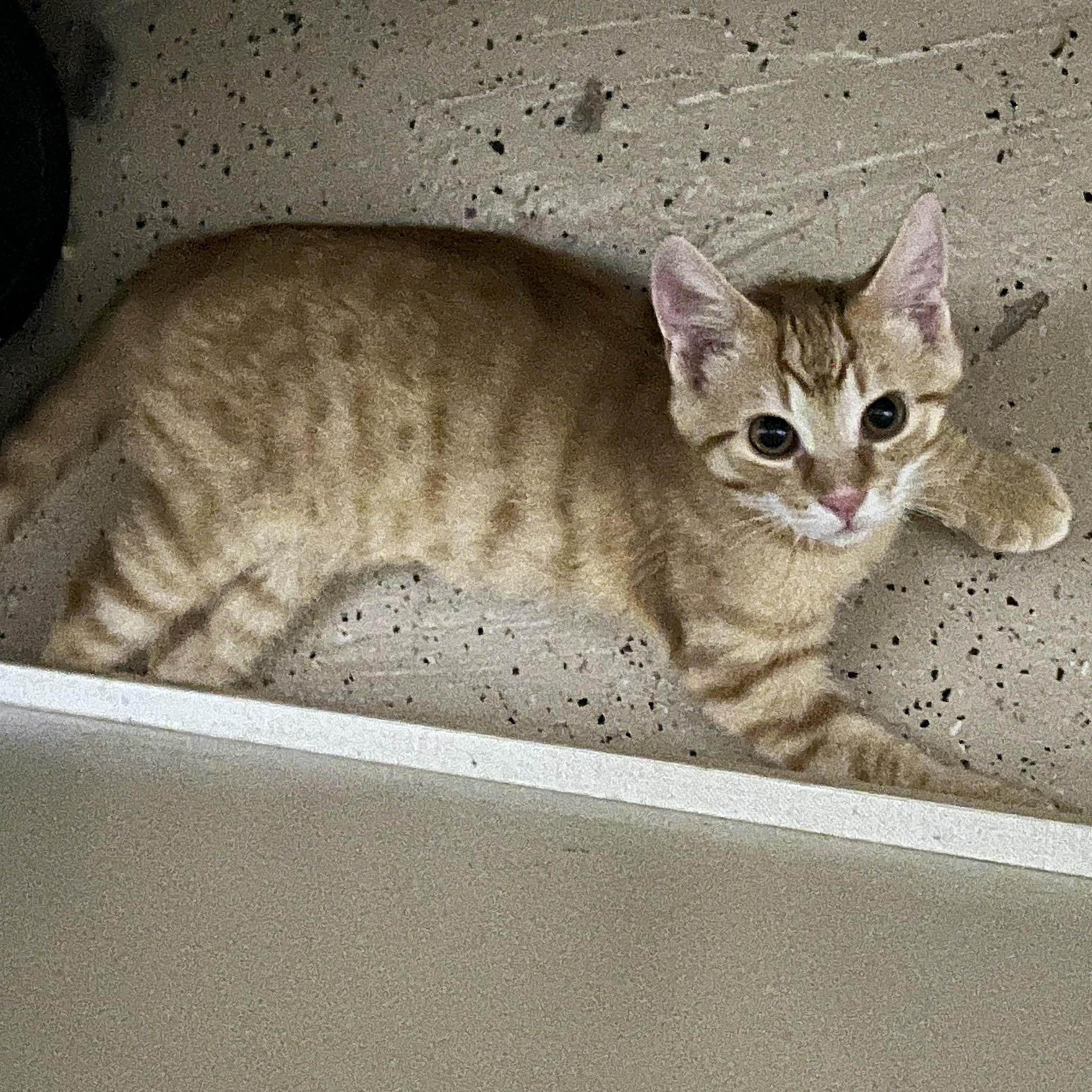 Oscar, a Adoptable Domestic Short Hair in Hamilton, ON image 2/5