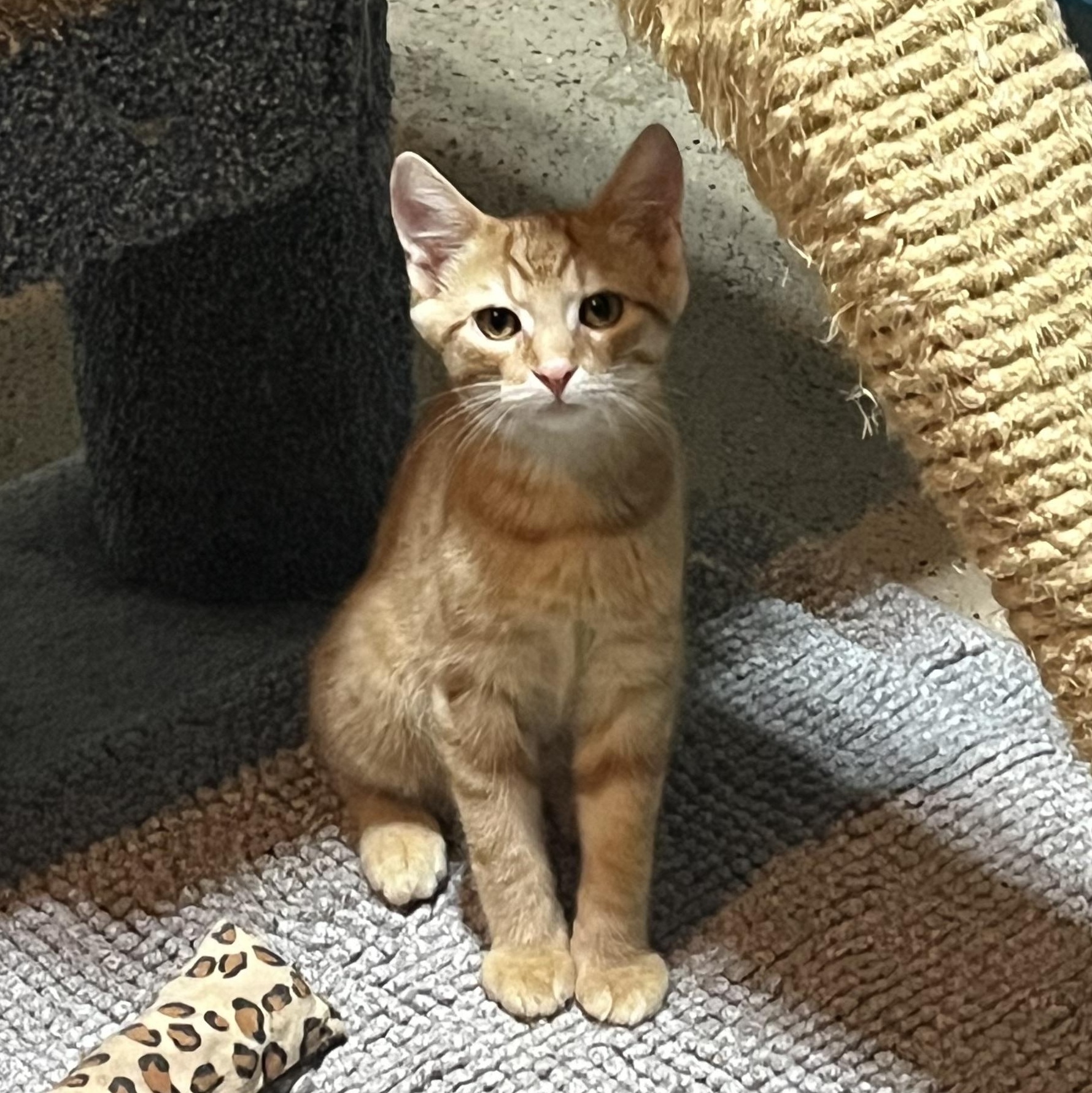 Oscar, a Adoptable Domestic Short Hair in Hamilton, ON image 1/5