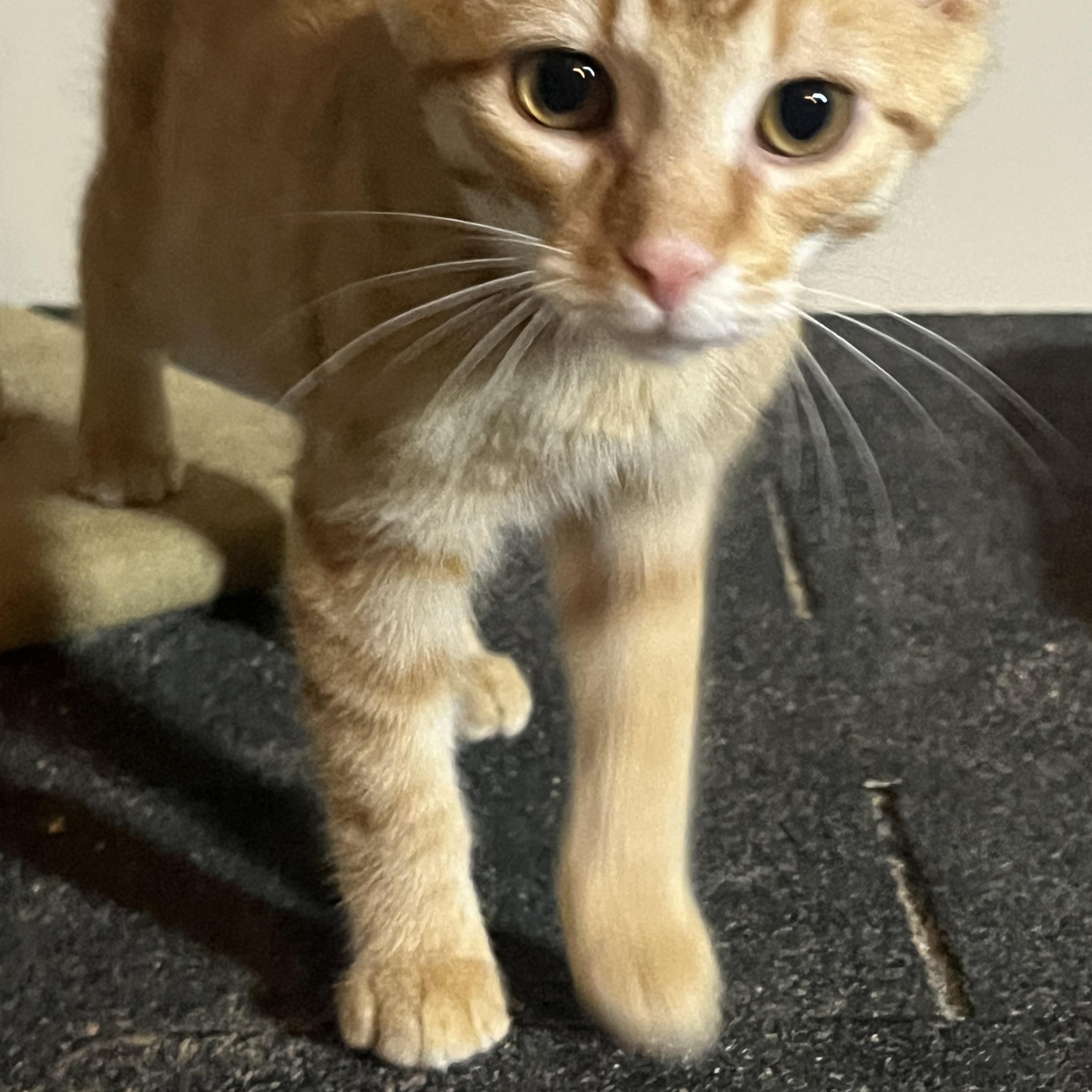 Oscar, a Adoptable Domestic Short Hair in Hamilton, ON image 5/5
