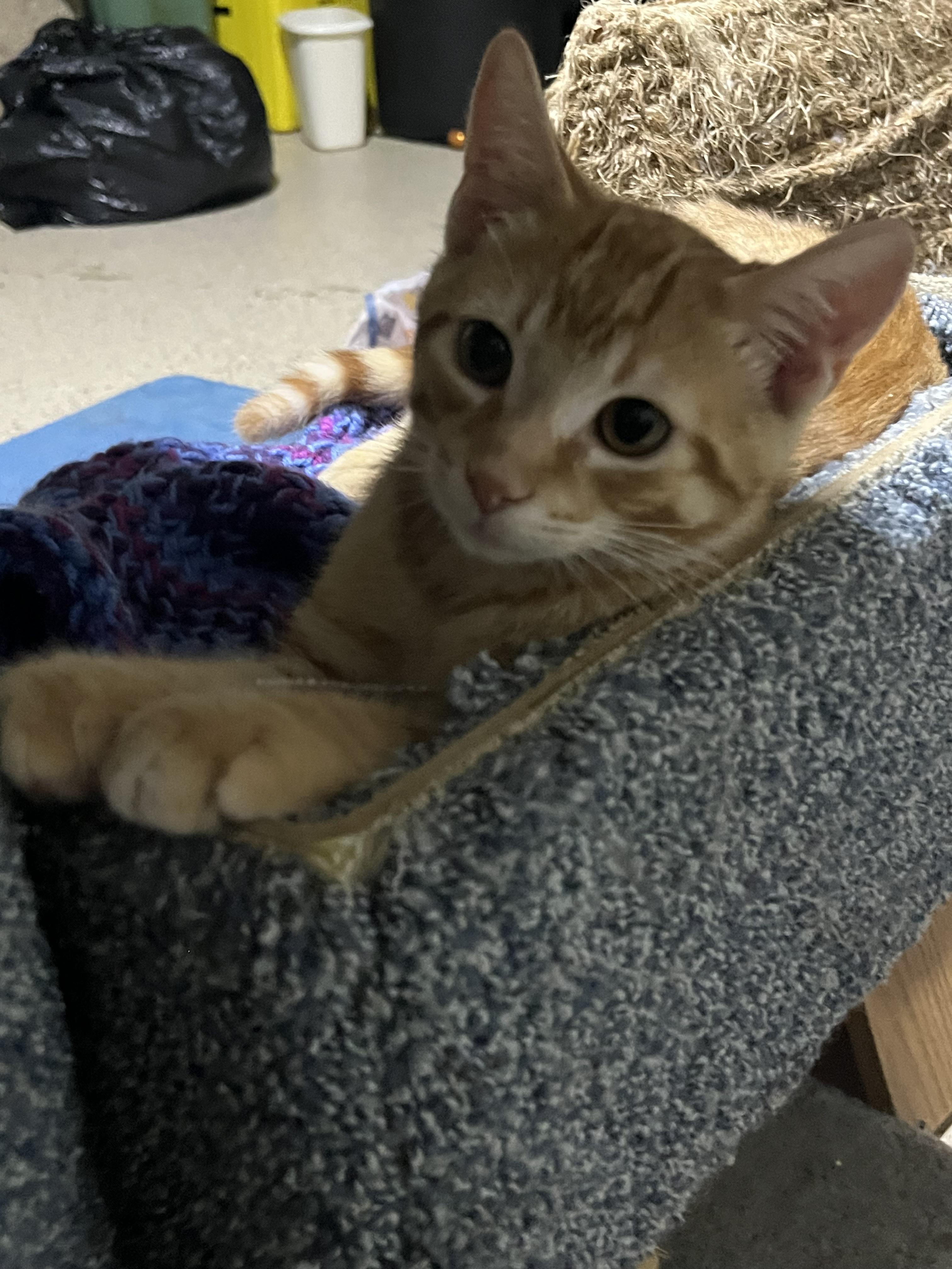Oscar, a Adoptable Domestic Short Hair in Hamilton, ON image 4/5