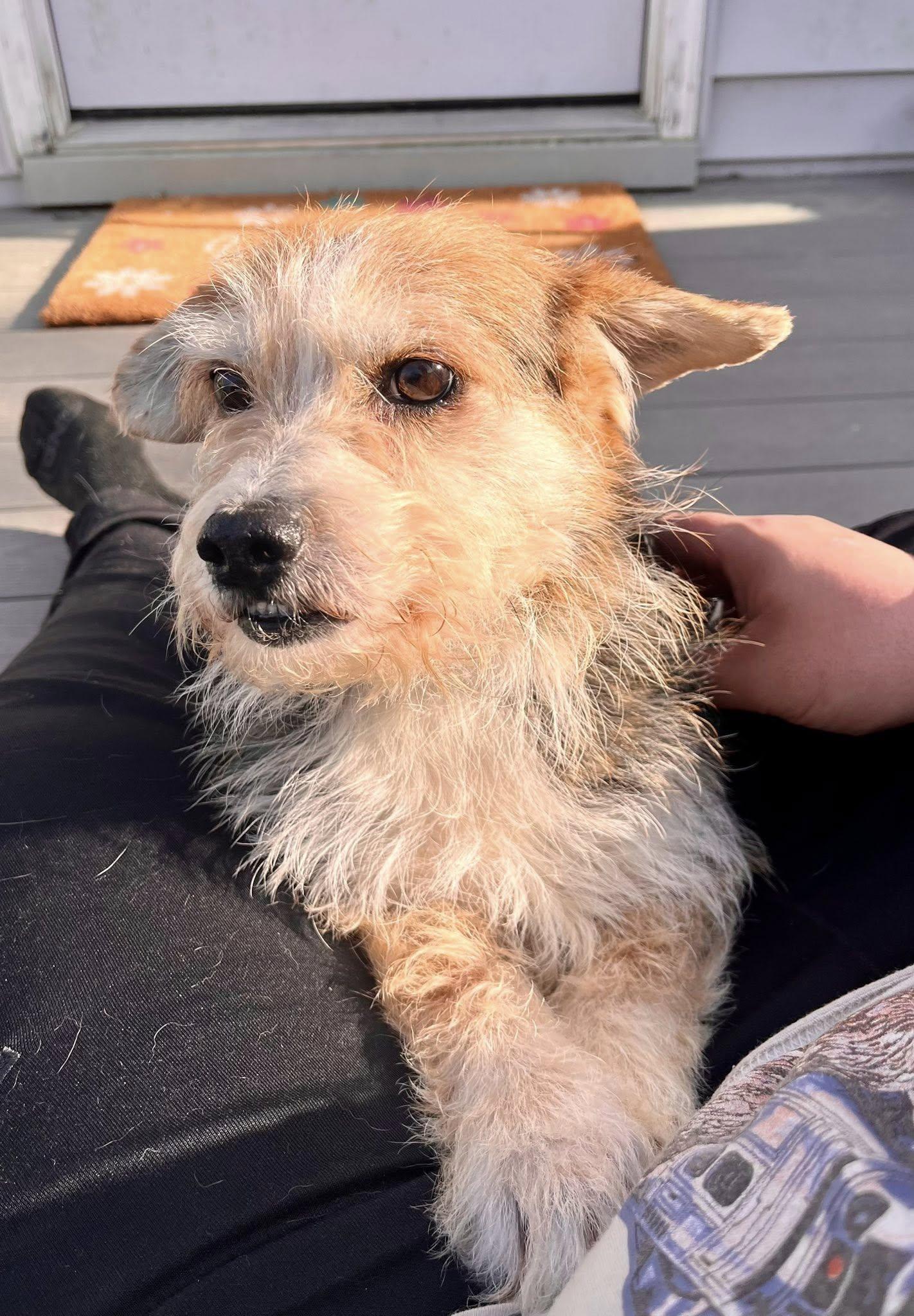 Enlarge Lychee, a ADOPTABLE mixed breed in Yorktown, VA image 2/5