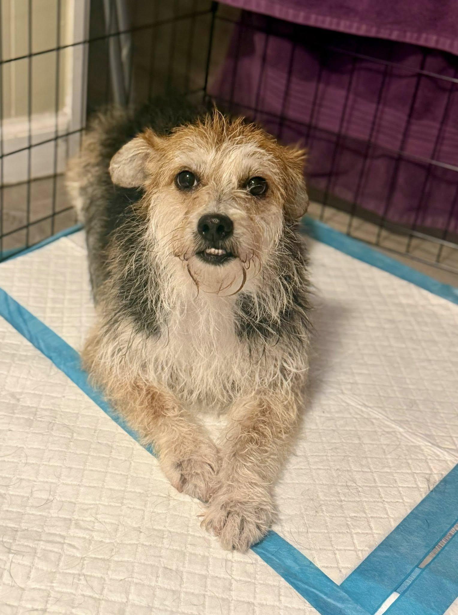 Enlarge Lychee, a ADOPTABLE mixed breed in Yorktown, VA image 4/5