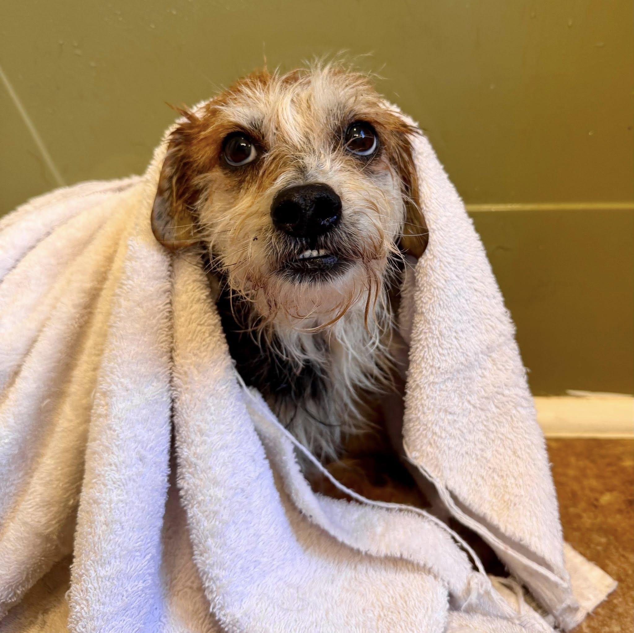 Enlarge Lychee, a ADOPTABLE mixed breed in Yorktown, VA image 5/5