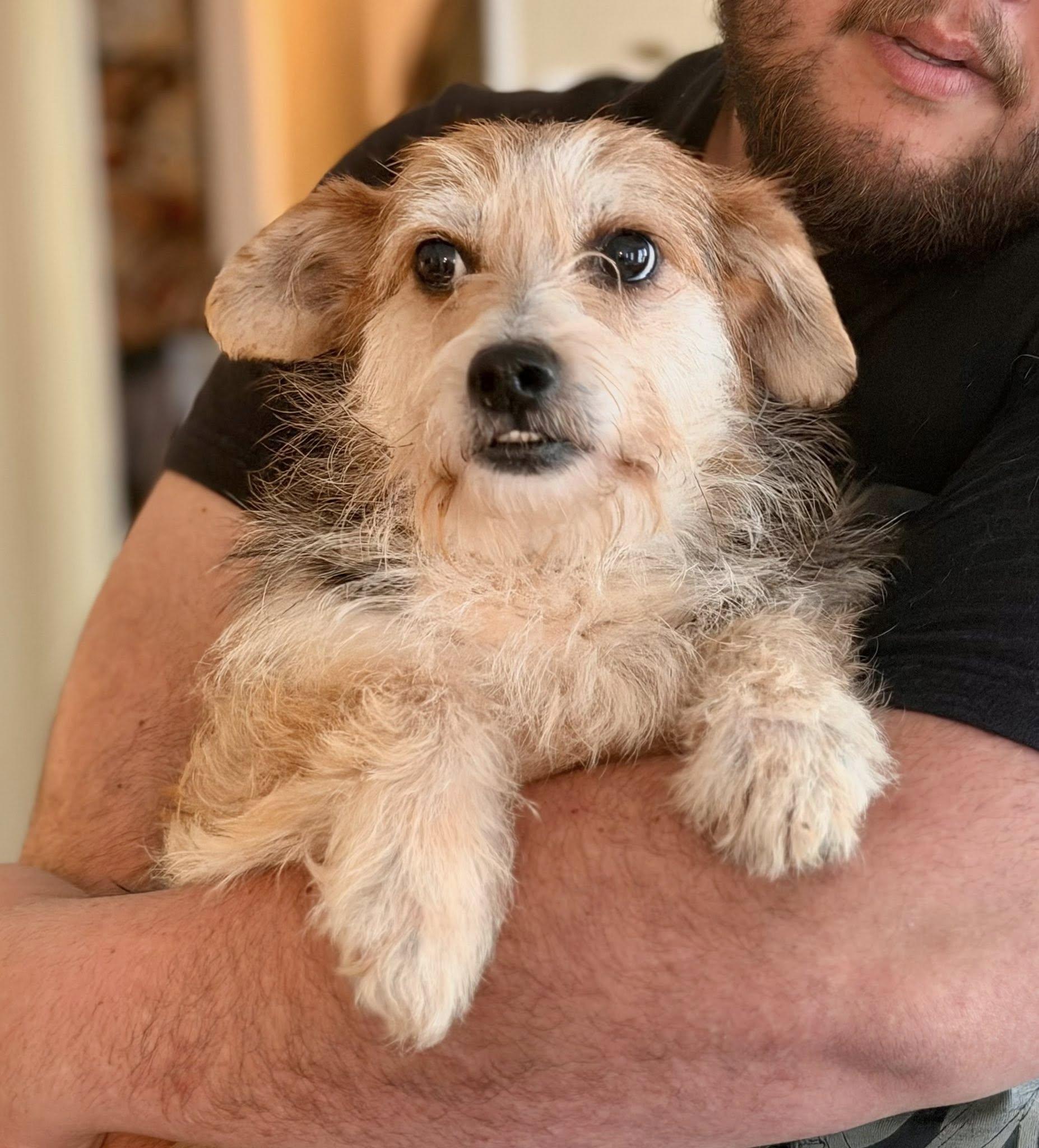 Enlarge Lychee, a ADOPTABLE mixed breed in Yorktown, VA image 1/5