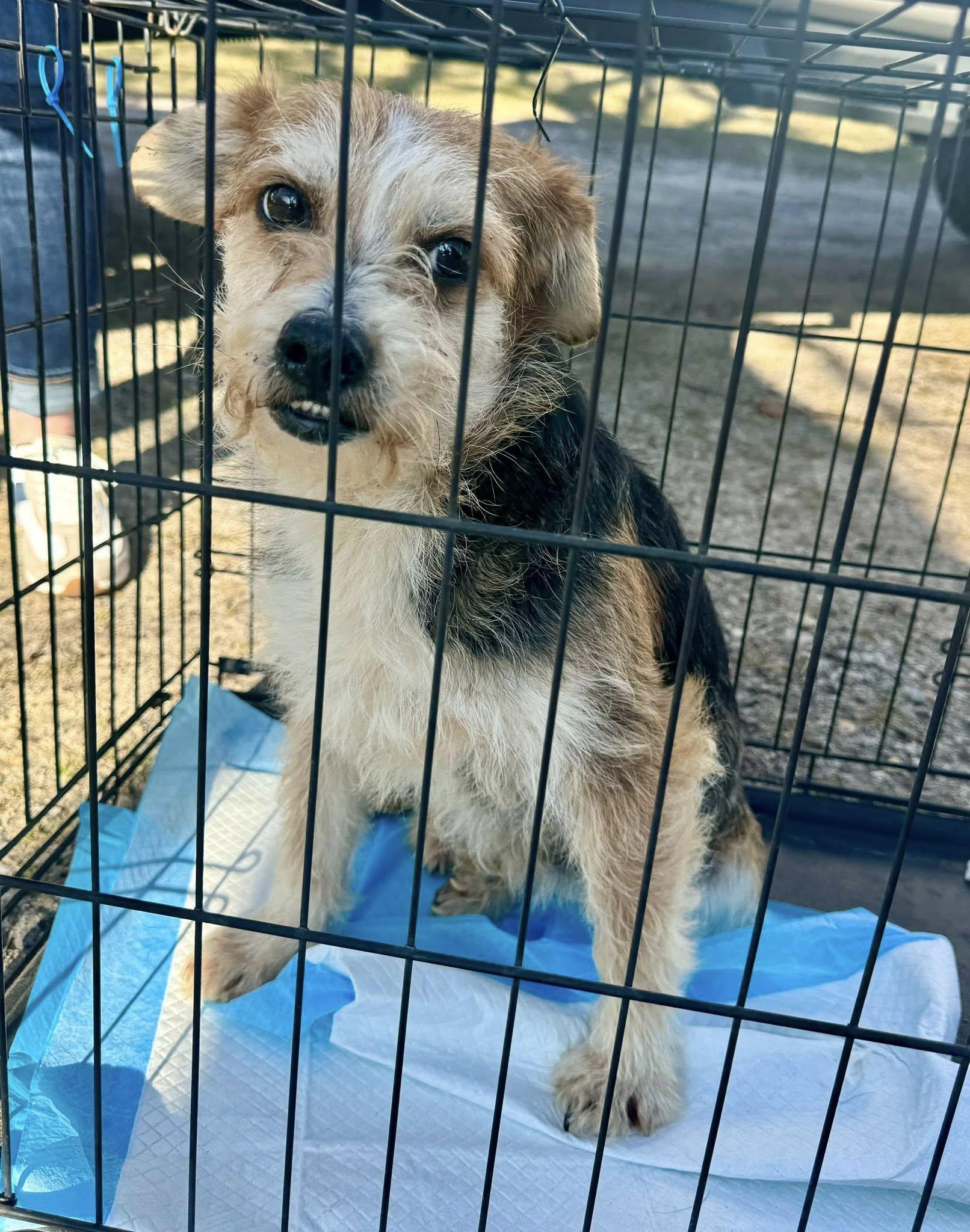 Enlarge Lychee, a ADOPTABLE mixed breed in Yorktown, VA image 3/5