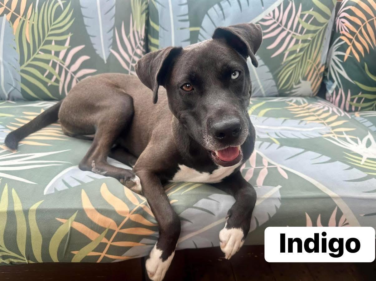 Indigo, Adoptable, Adult Female Australian Shepherd & Black Labrador Retriever.