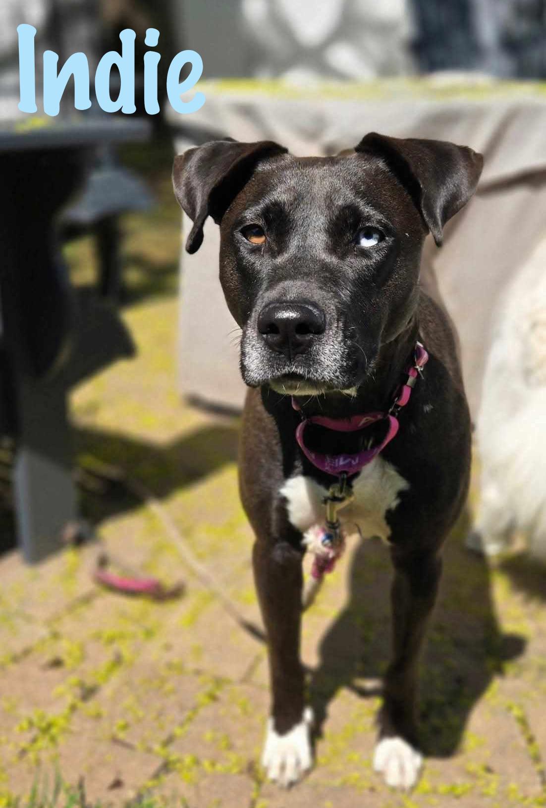 Enlarge Indigo, a Adoptable mixed breed in Elburn, IL image 4/6