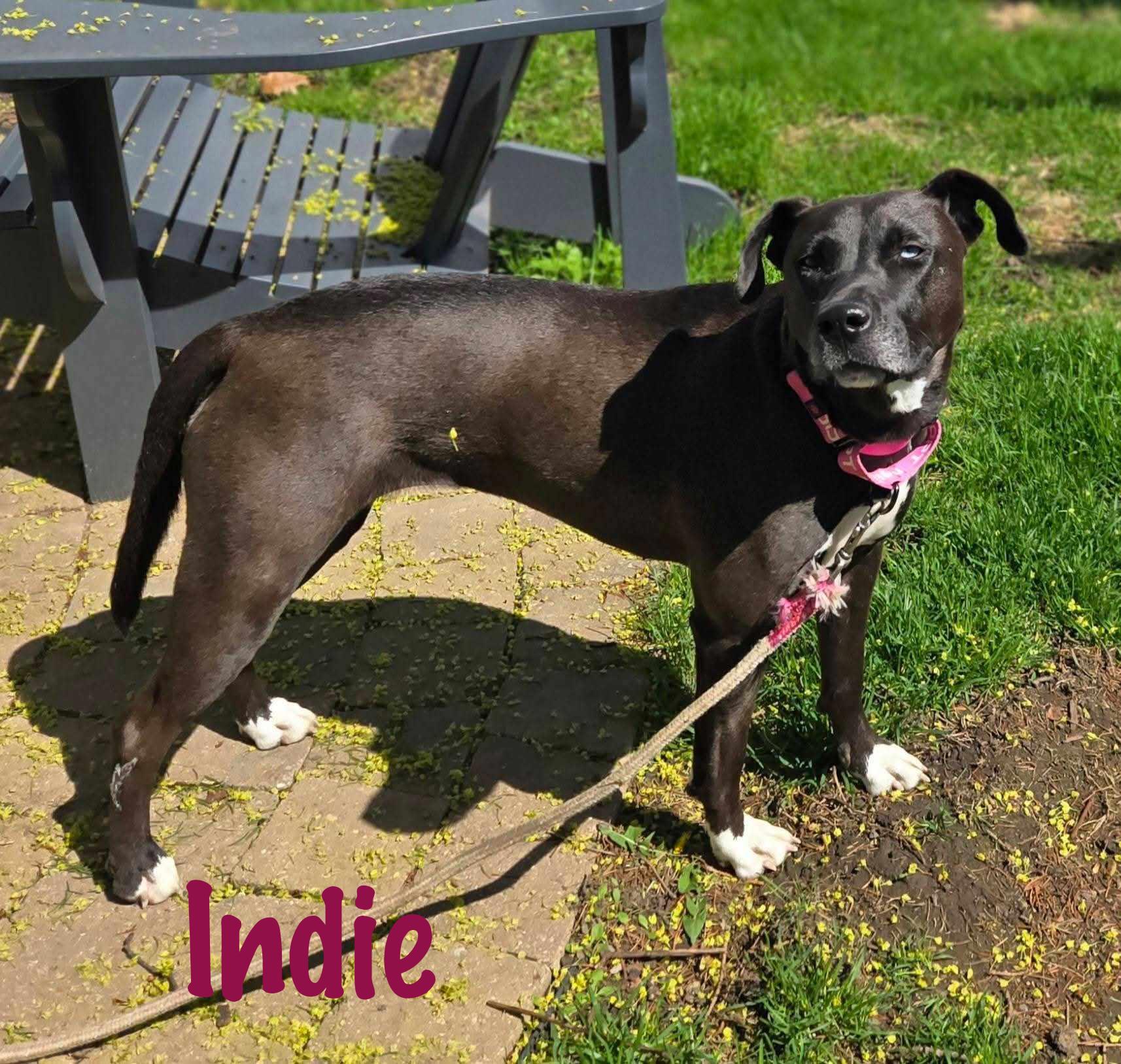 Enlarge Indigo, a Adoptable mixed breed in Elburn, IL image 6/6