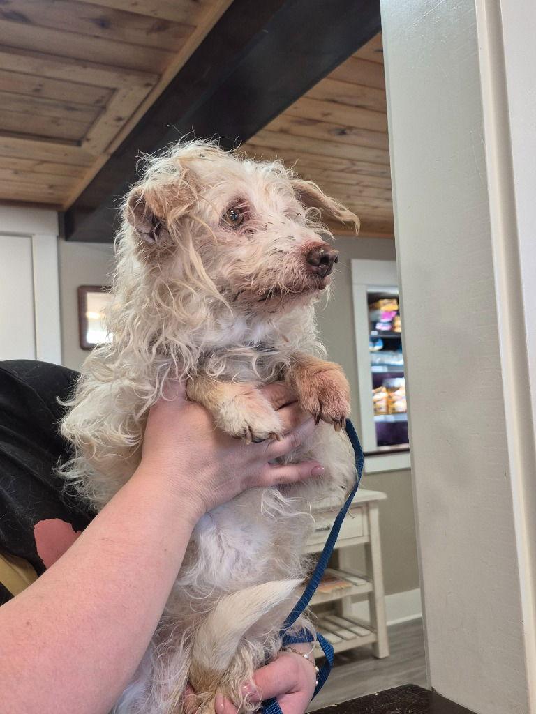 Adoption Pending - Chica, Adoptable, Senior Female Terrier.