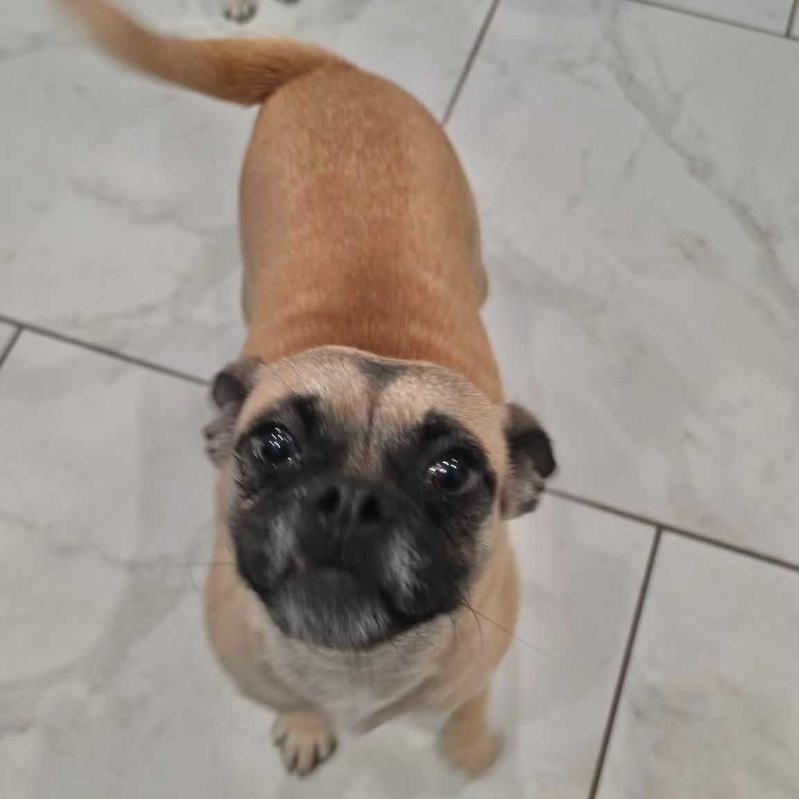 Enlarge Sprinkles, a Adoptable mixed breed in Boulder, CO image 2/6