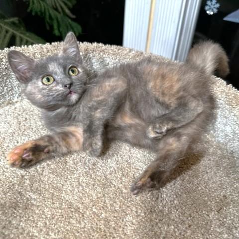 Dumpling Delight! thumbnail 2