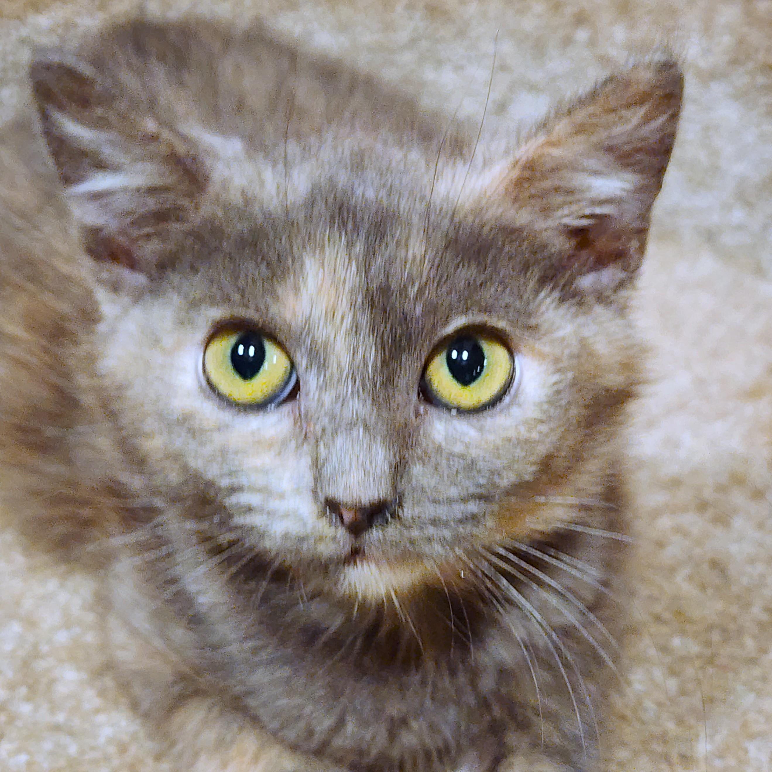 Dumpling Delight! thumbnail 4