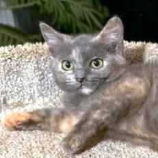 Dumpling Delight! thumbnail 5