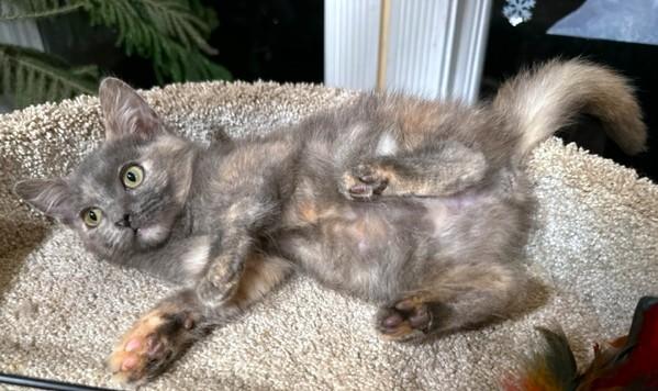 Dumpling Delight! thumbnail 6