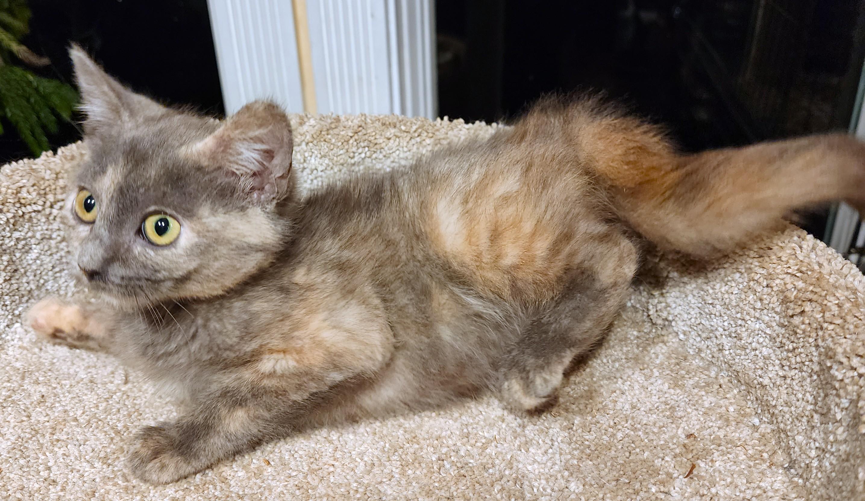 Dumpling Delight! thumbnail 7