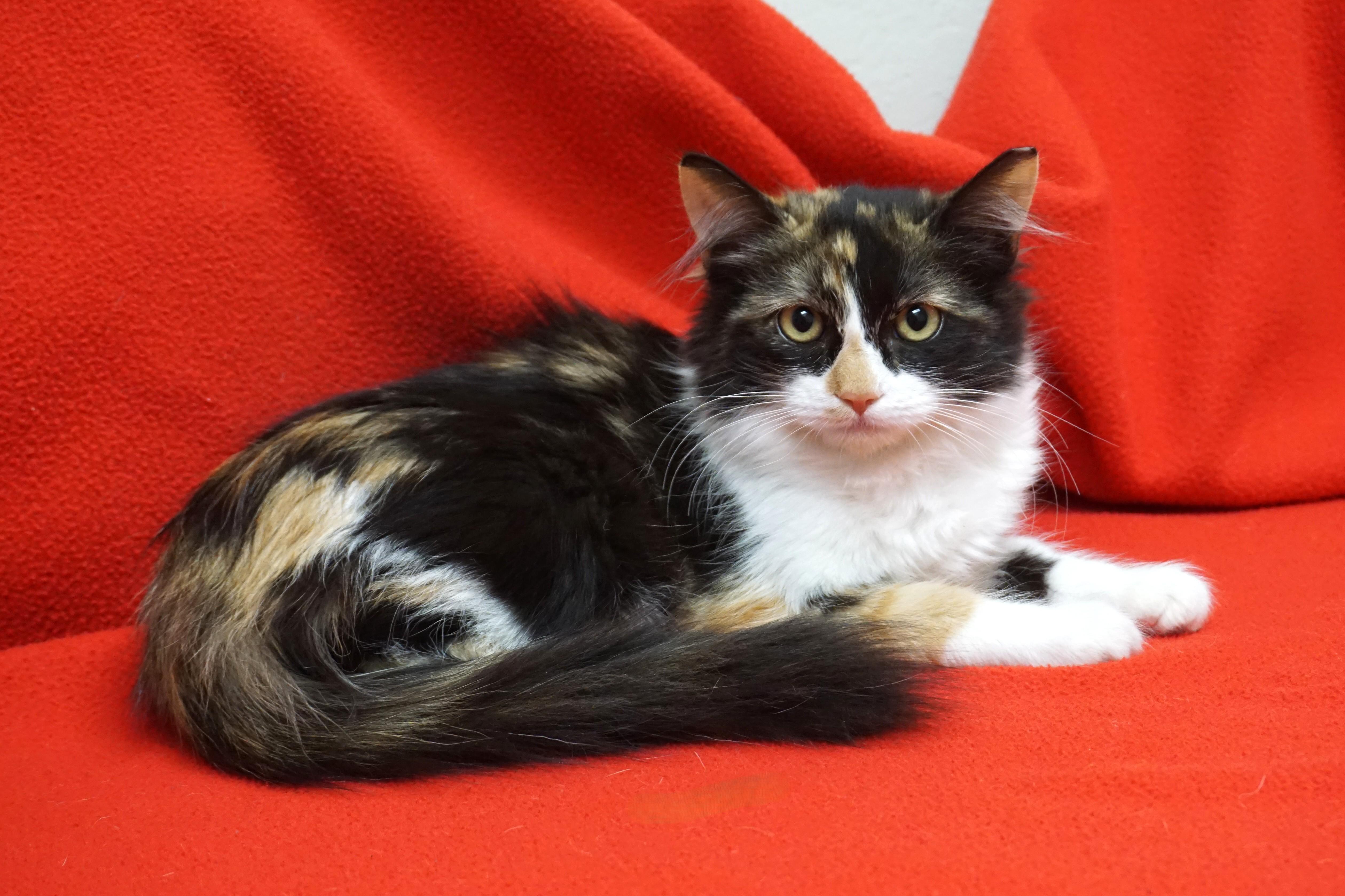 Cece, ADOPTABLE, Kitten Female Domestic Medium Hair.