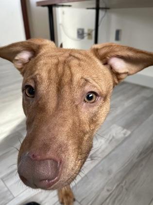 Bruno, Adoptable, Puppy Male German Shepherd Dog & Mixed Breed.