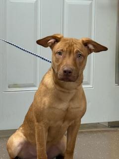 Enlarge Bruno, a Adoptable mixed breed in South Bend, IN image 1/1