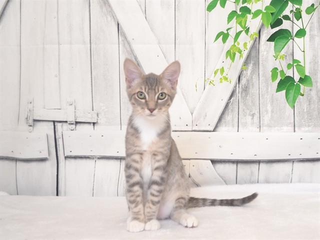 TOMMY, Adoptable, Kitten Male Domestic Short Hair & Domestic Short Hair.